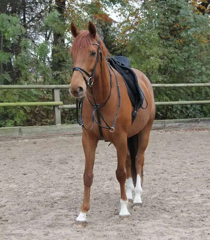 STAR Martingale black Pony