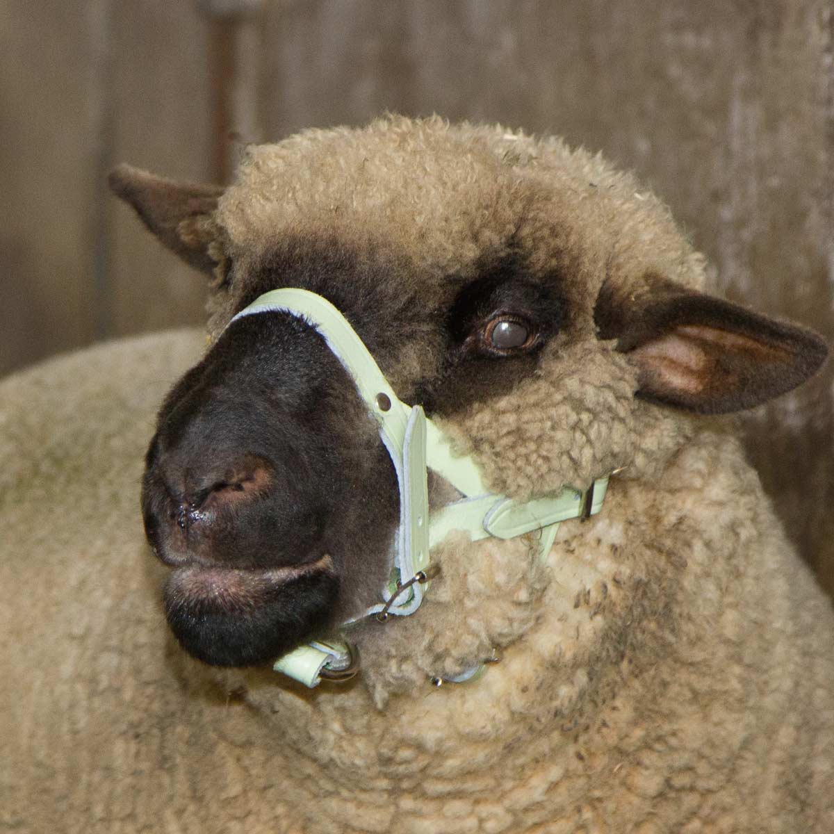 Sheep and Ram Halter