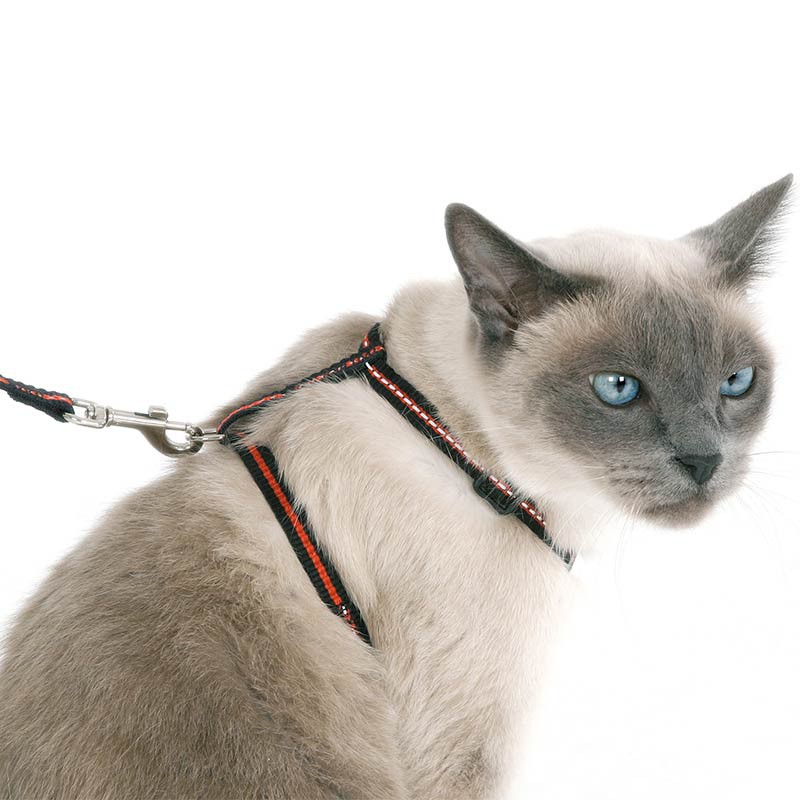 cat harness set, collar, harness+leash for cats, refl.