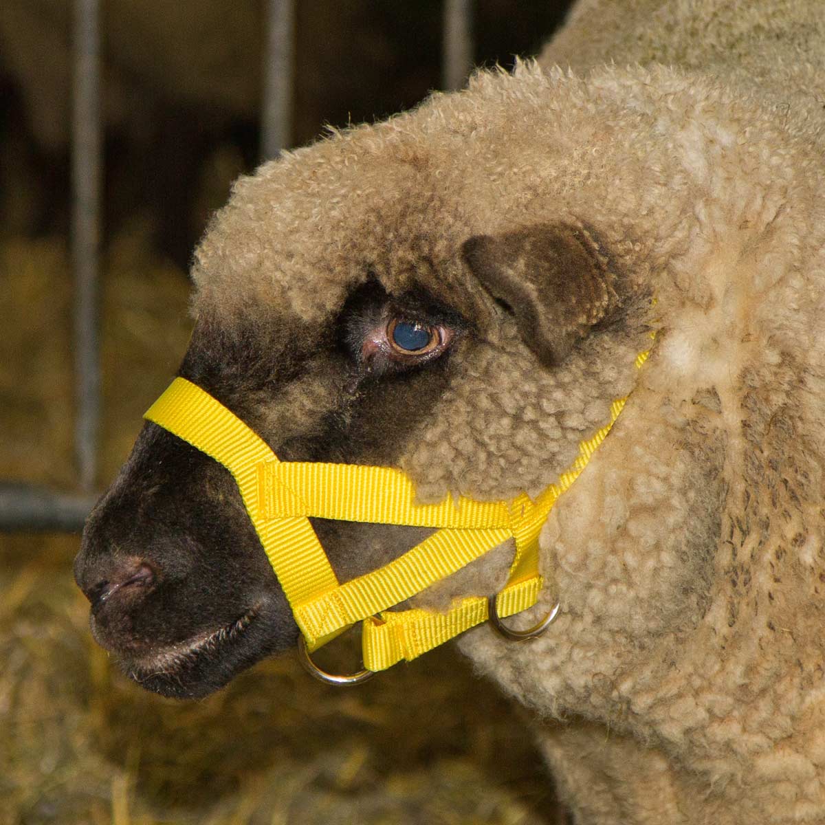 Sheep and Ram Halter yellow