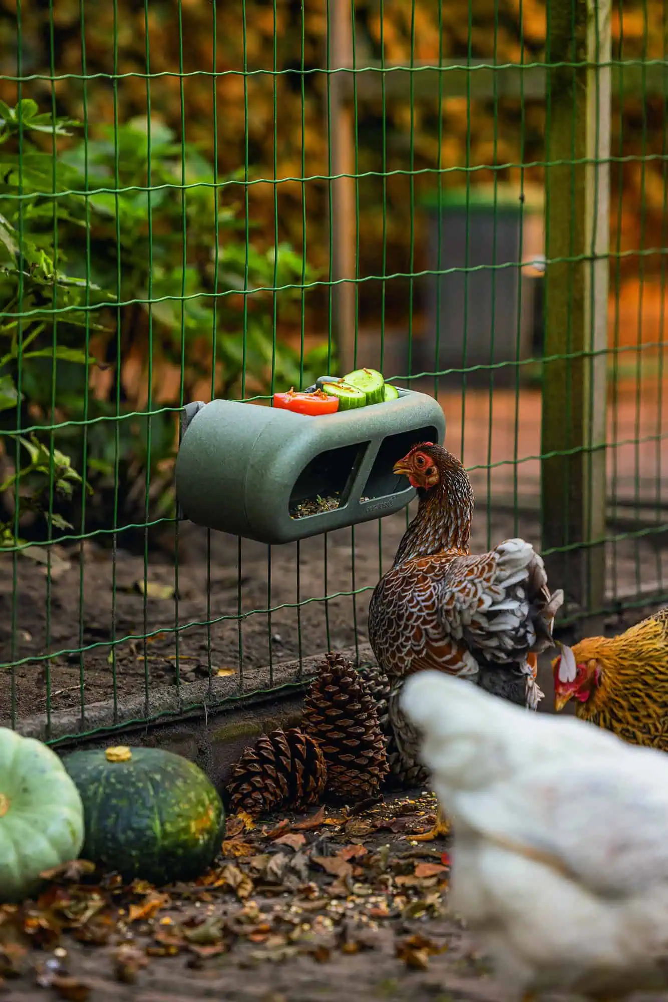 Beeztees Chicken Feeder