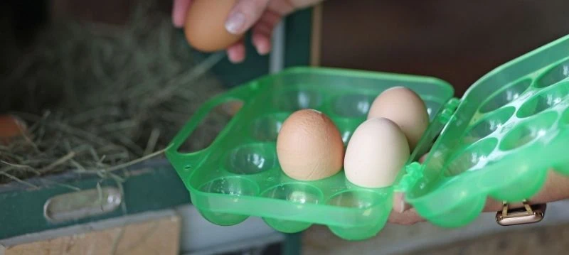 Egg Storage And Egg Transport