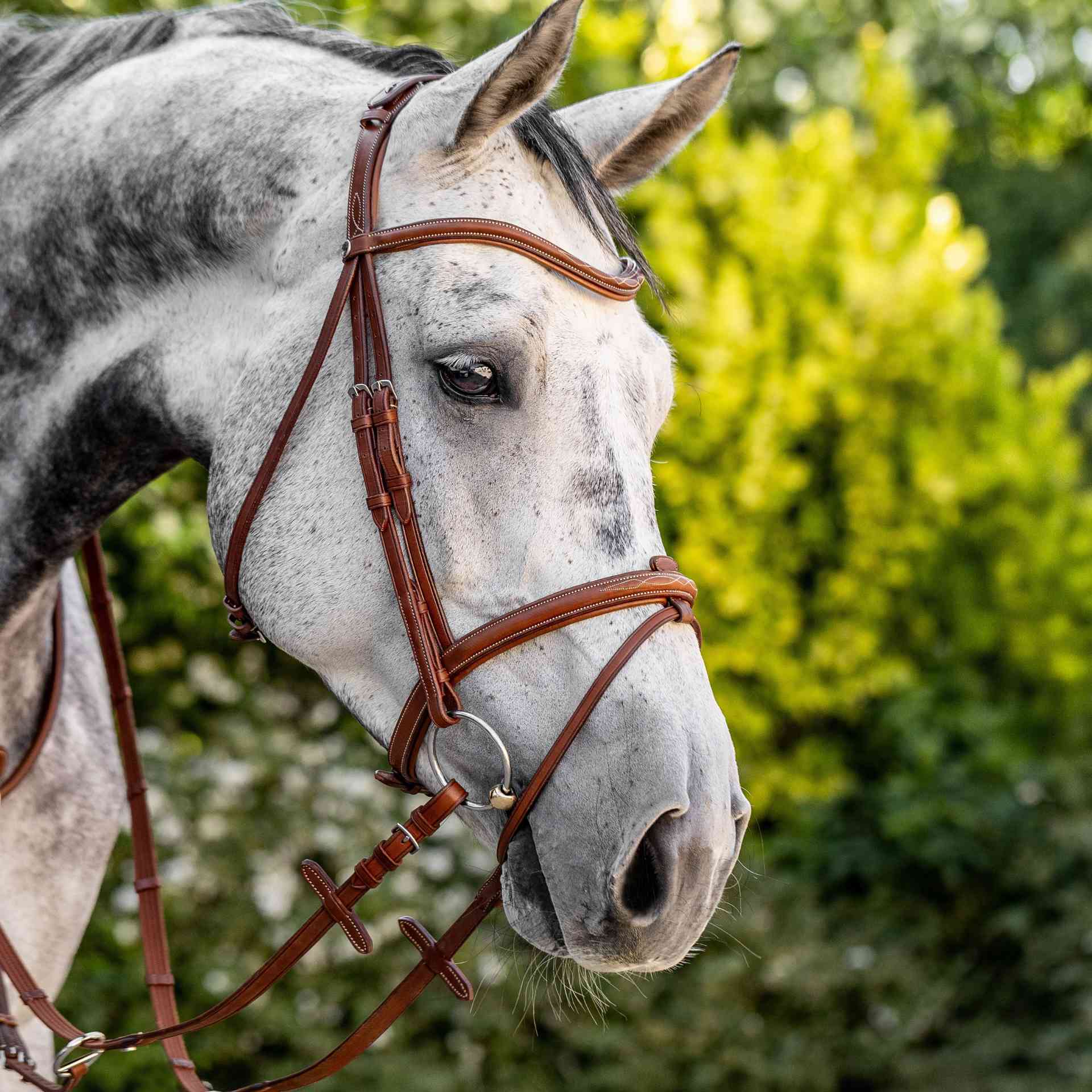 BUSSE Bridle TAKE-OFF LINE AD COB black