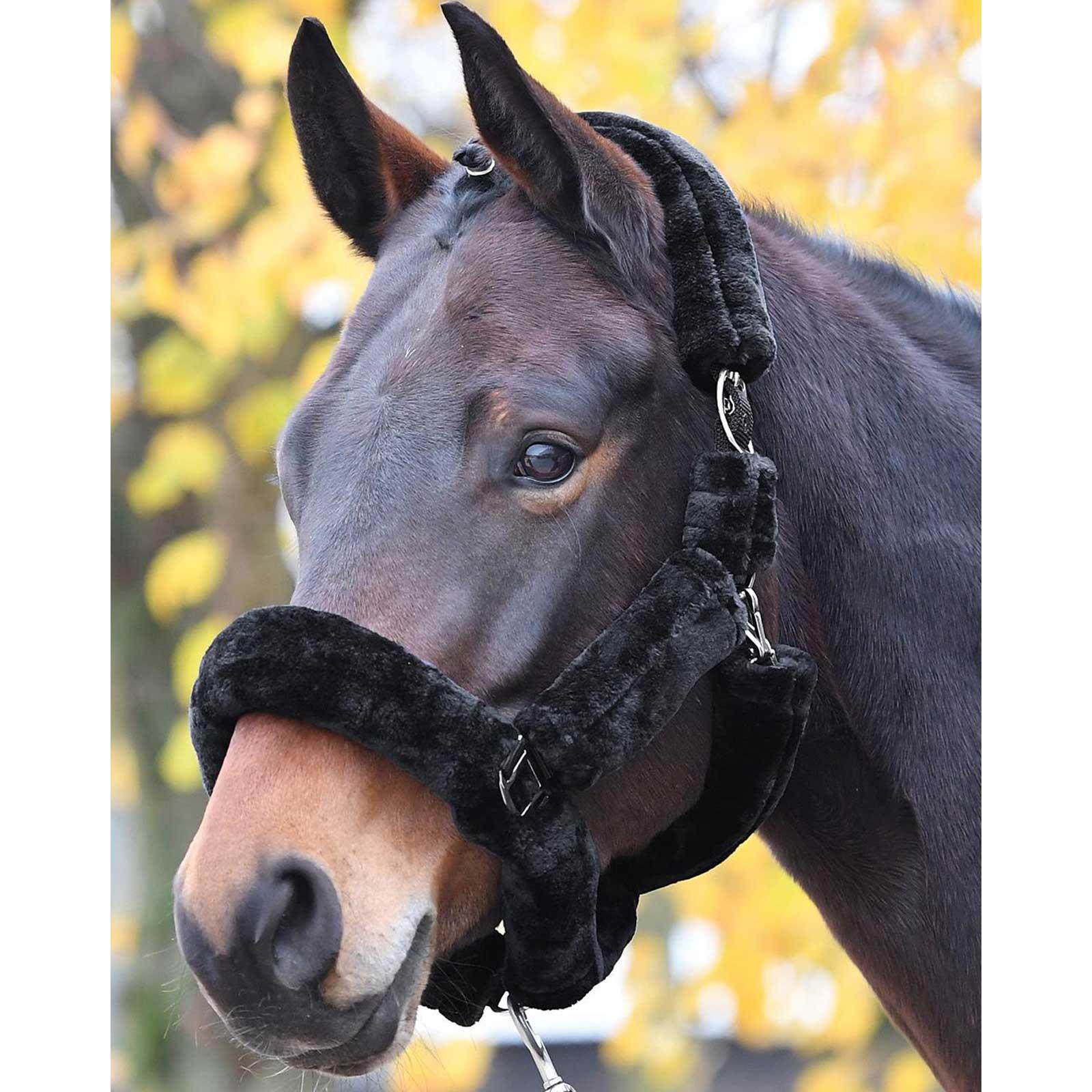BUSSE Headcollar GUARD black Pony