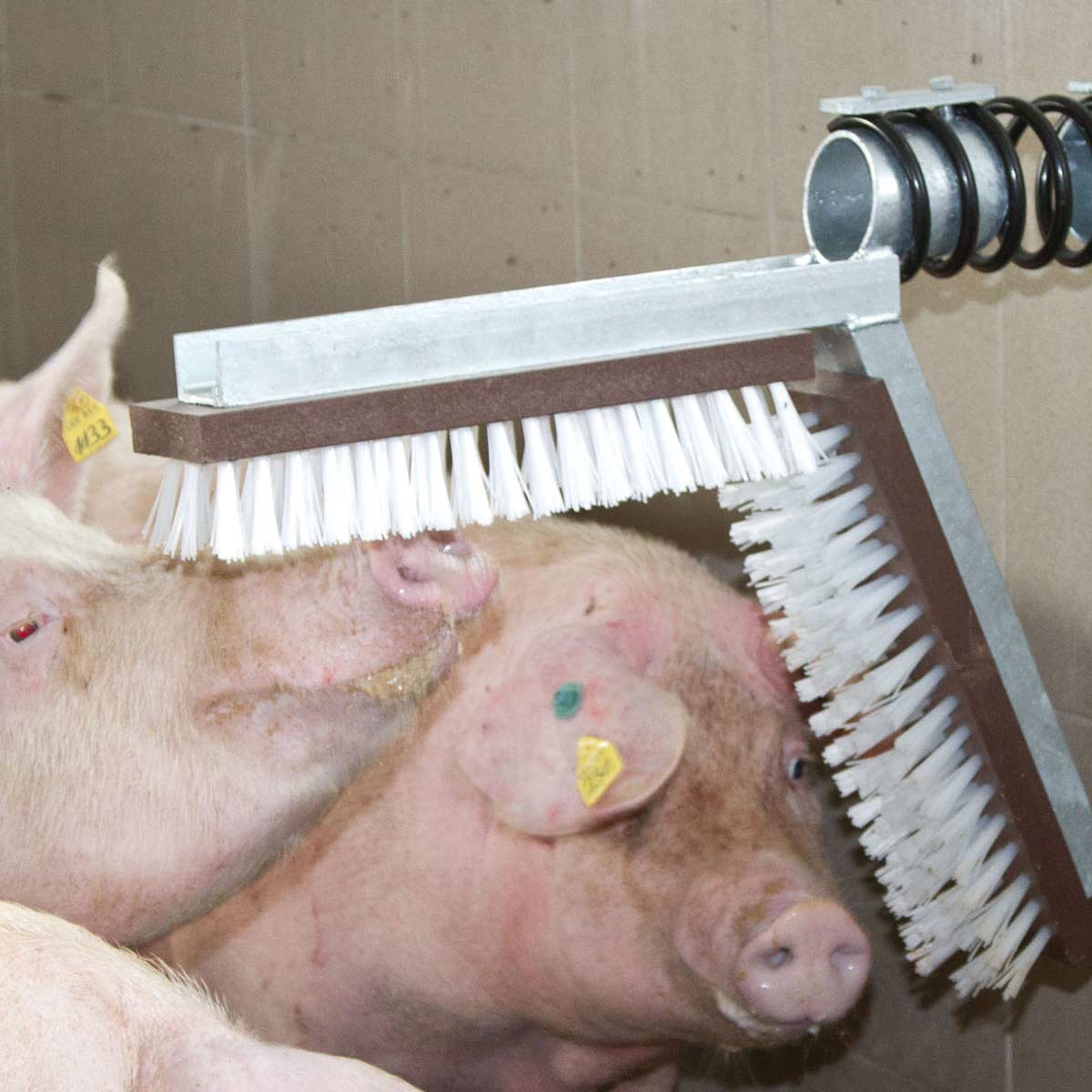 Scratch Brush for pigs