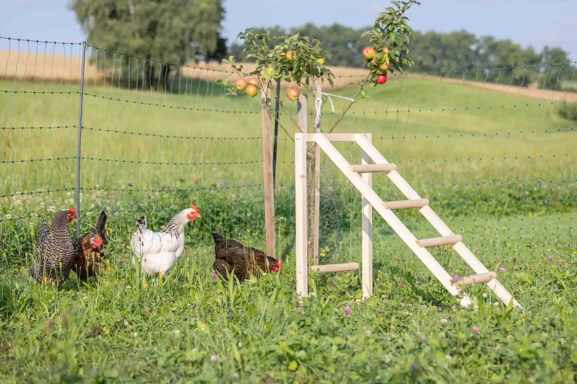 Kerbl Climbing Tower for Chickens