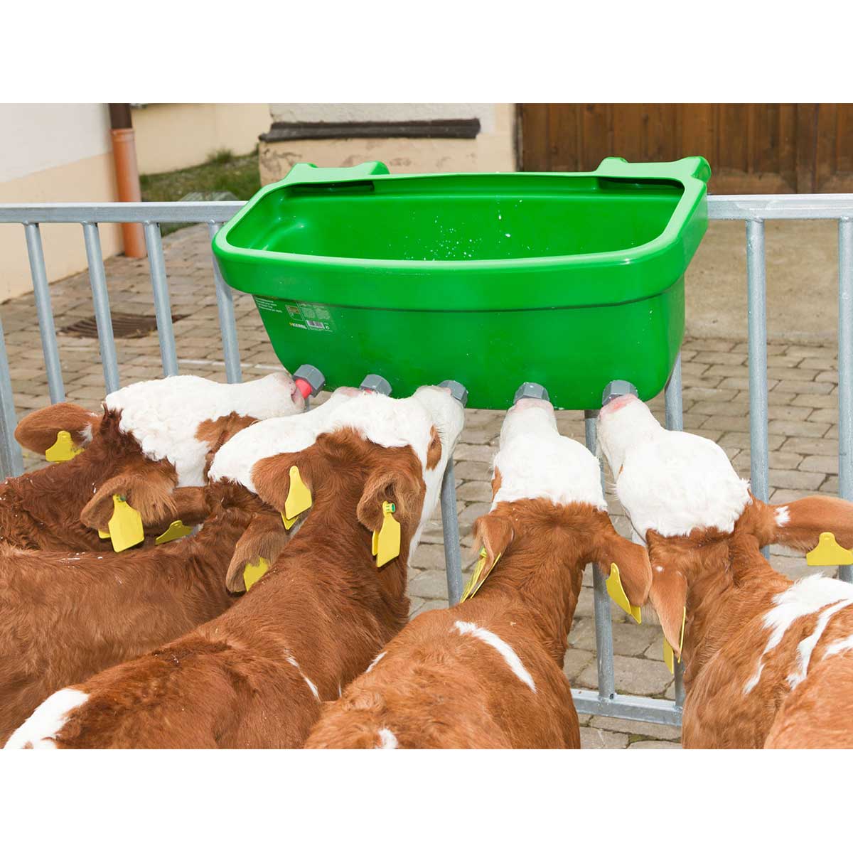 Calf Feeder Tray Multi Feeder with Valve 149 and Super Teat 147