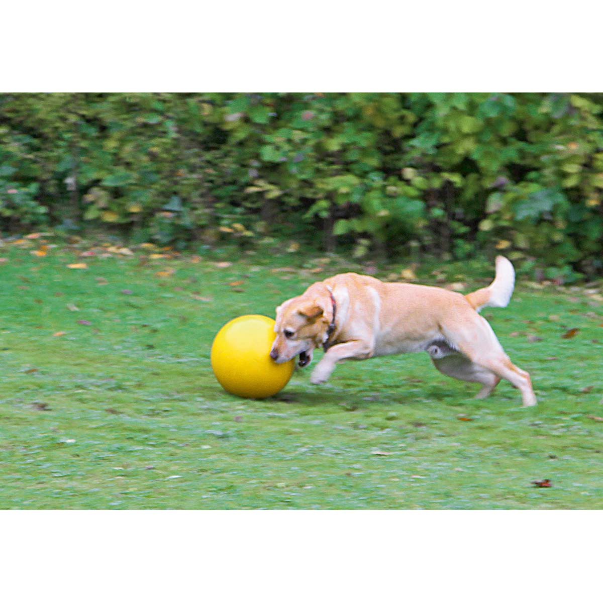 Dog Playing Ball