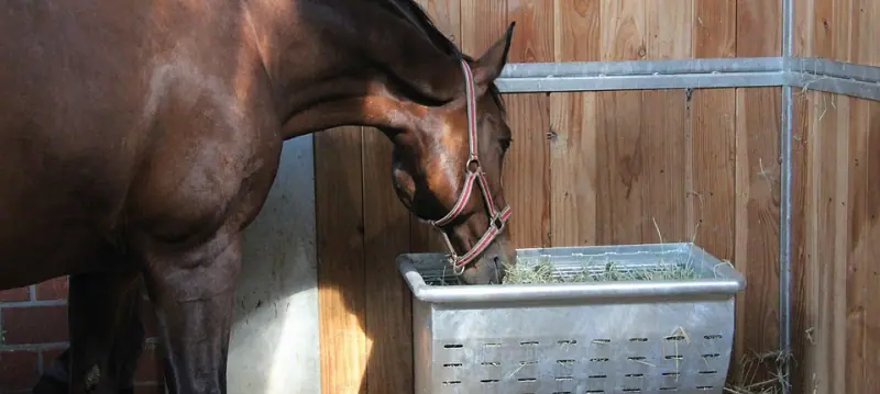 Horse Feeding