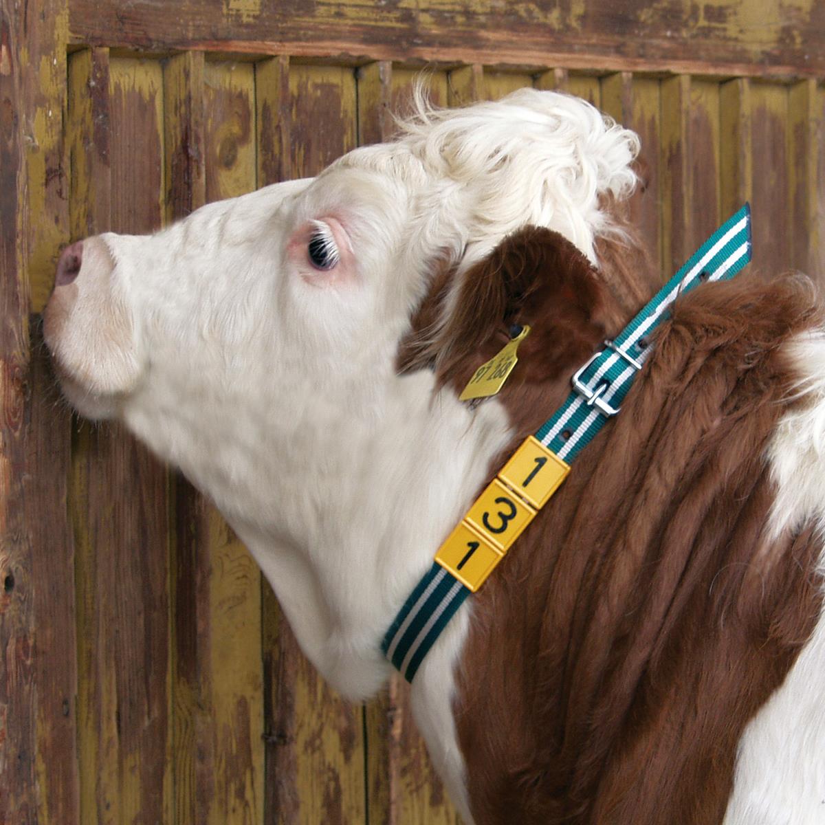 Marking collar cattle identification