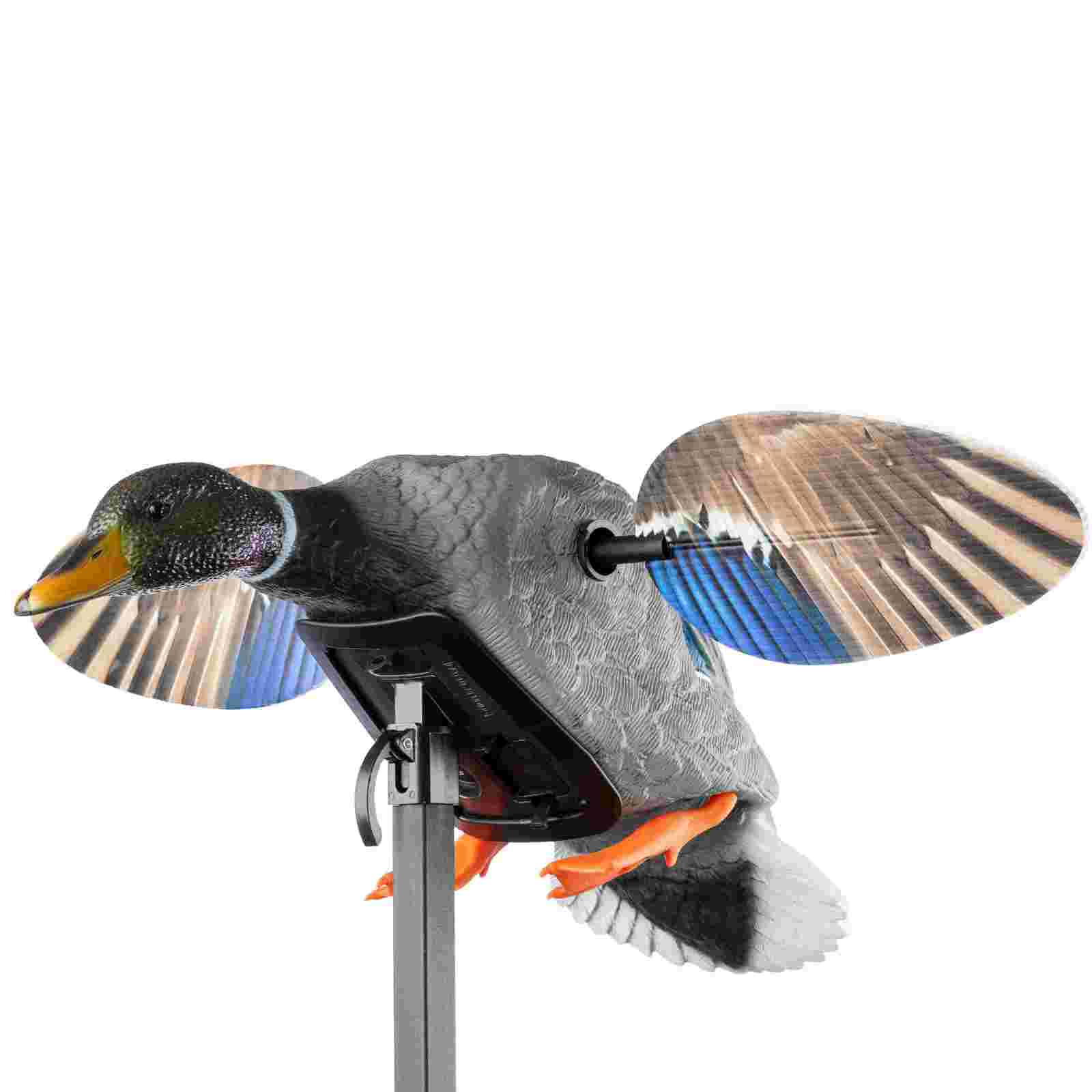 Mojo Mini Mallard Drake duck decoy