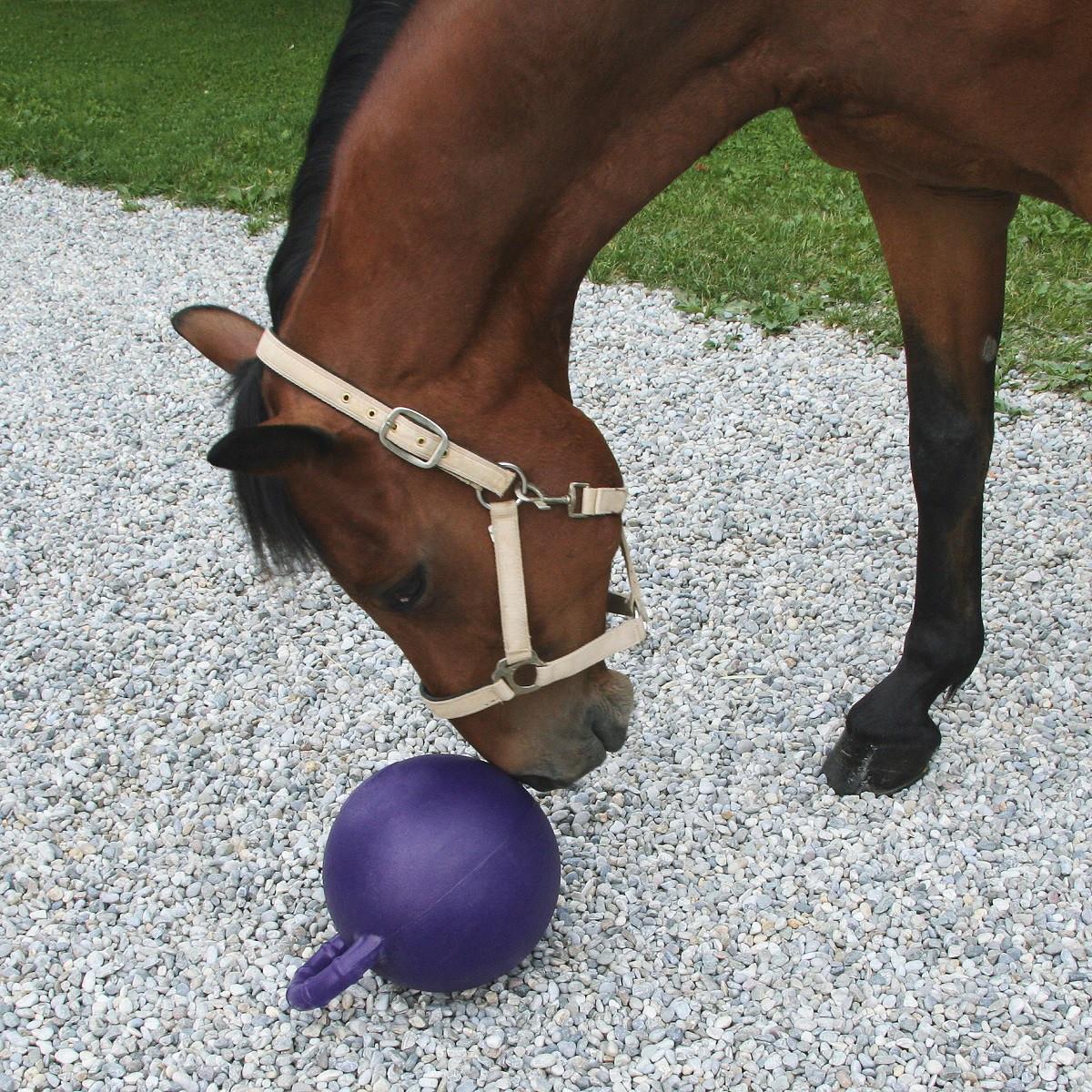 Horse playing ball purple apple