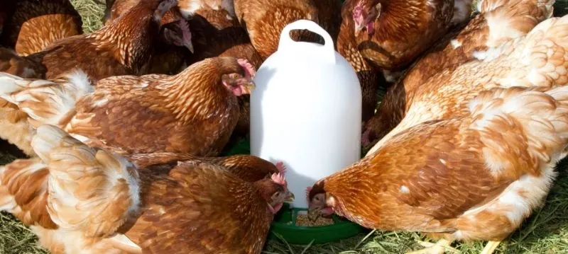 Poultry Feeder