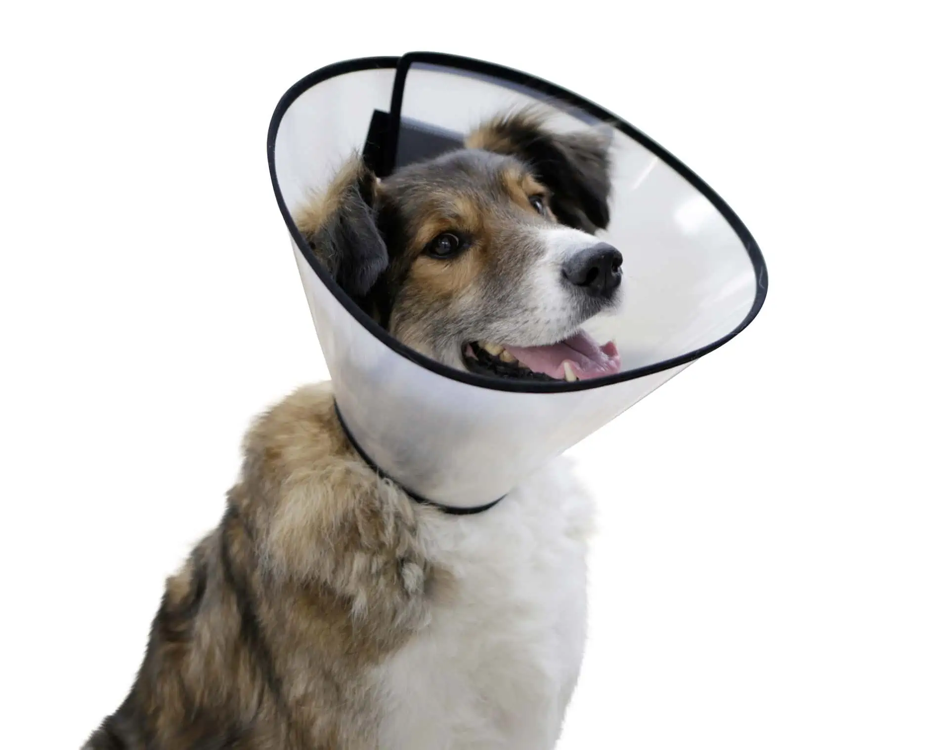 Dog Surgical Collar, 22-26 cm, 7.5 cm