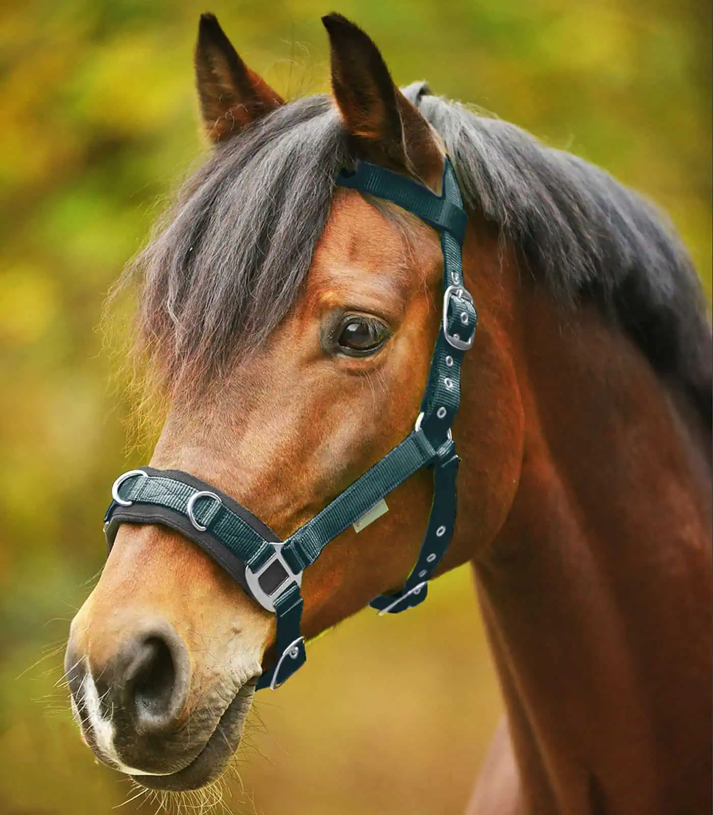 Economic Lunging Halter fir green COB