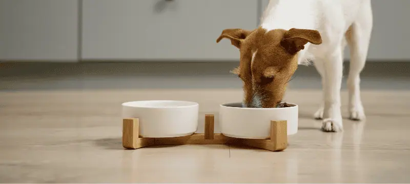 Dog Food Bowl