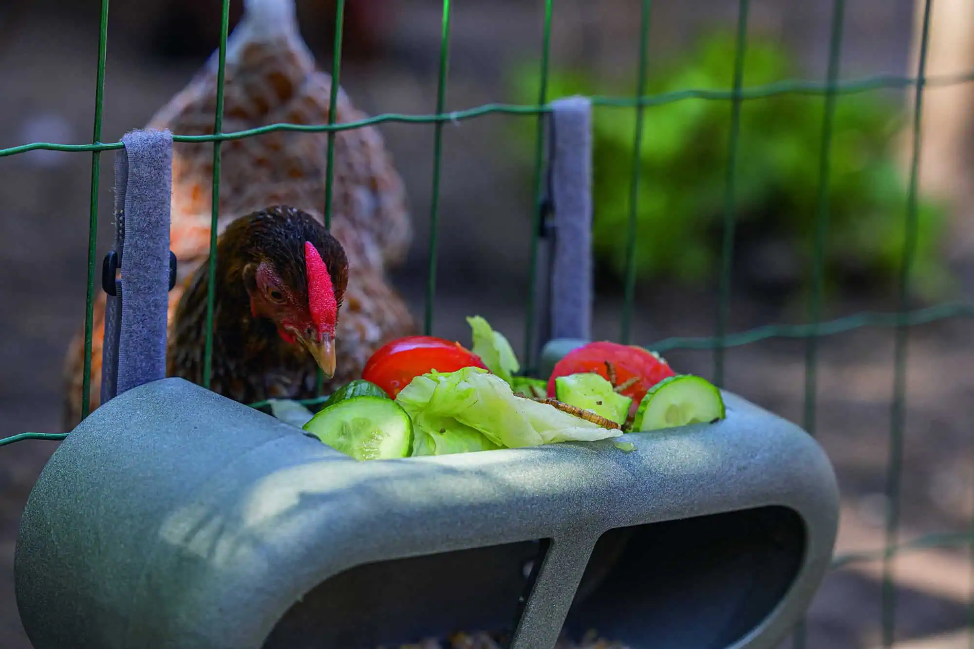 Beeztees Chicken Feeder