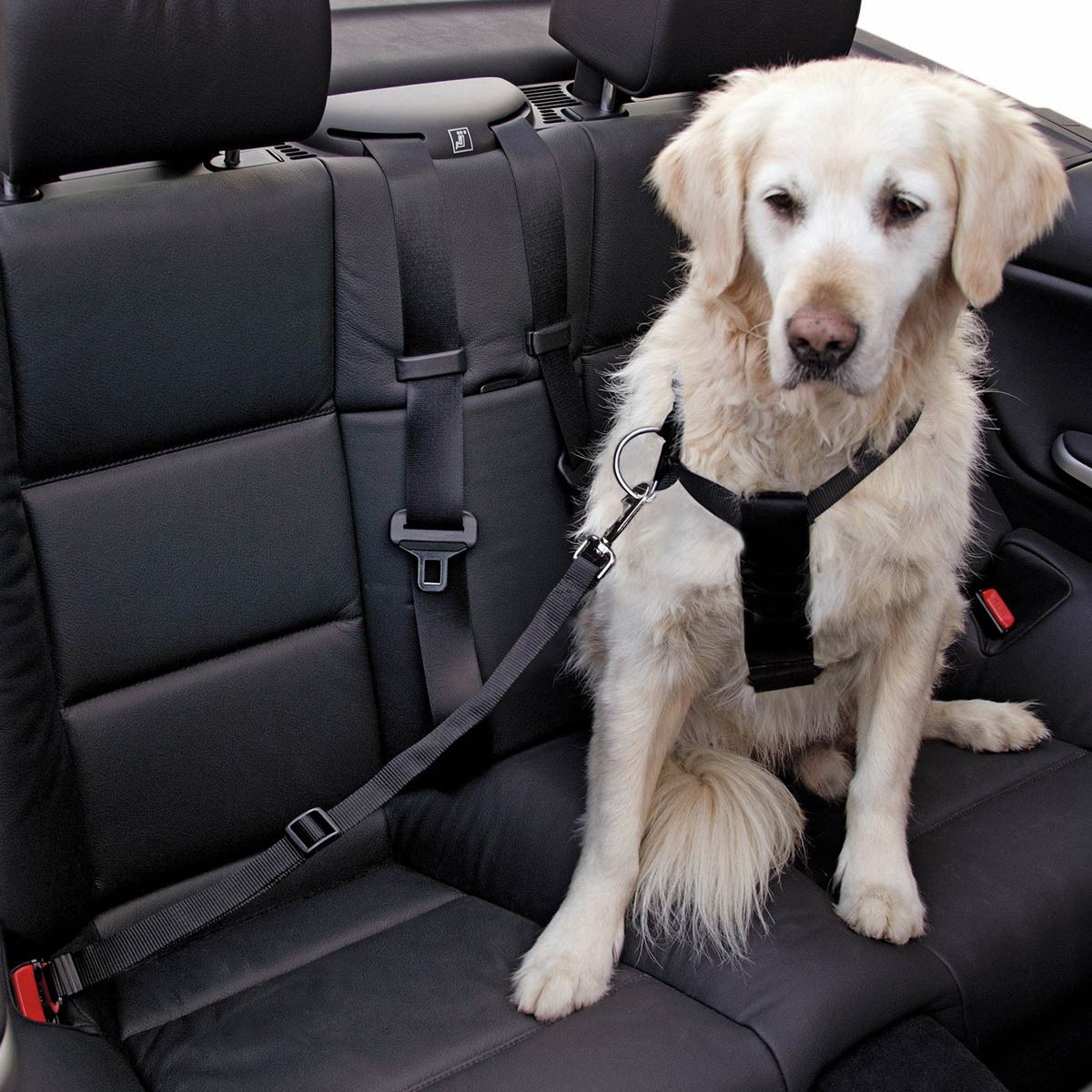 car dog harness size s, black adjustable