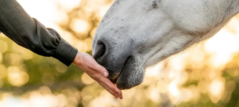 Buy horse feed