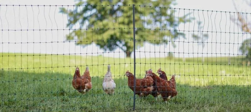 Poultry Fence