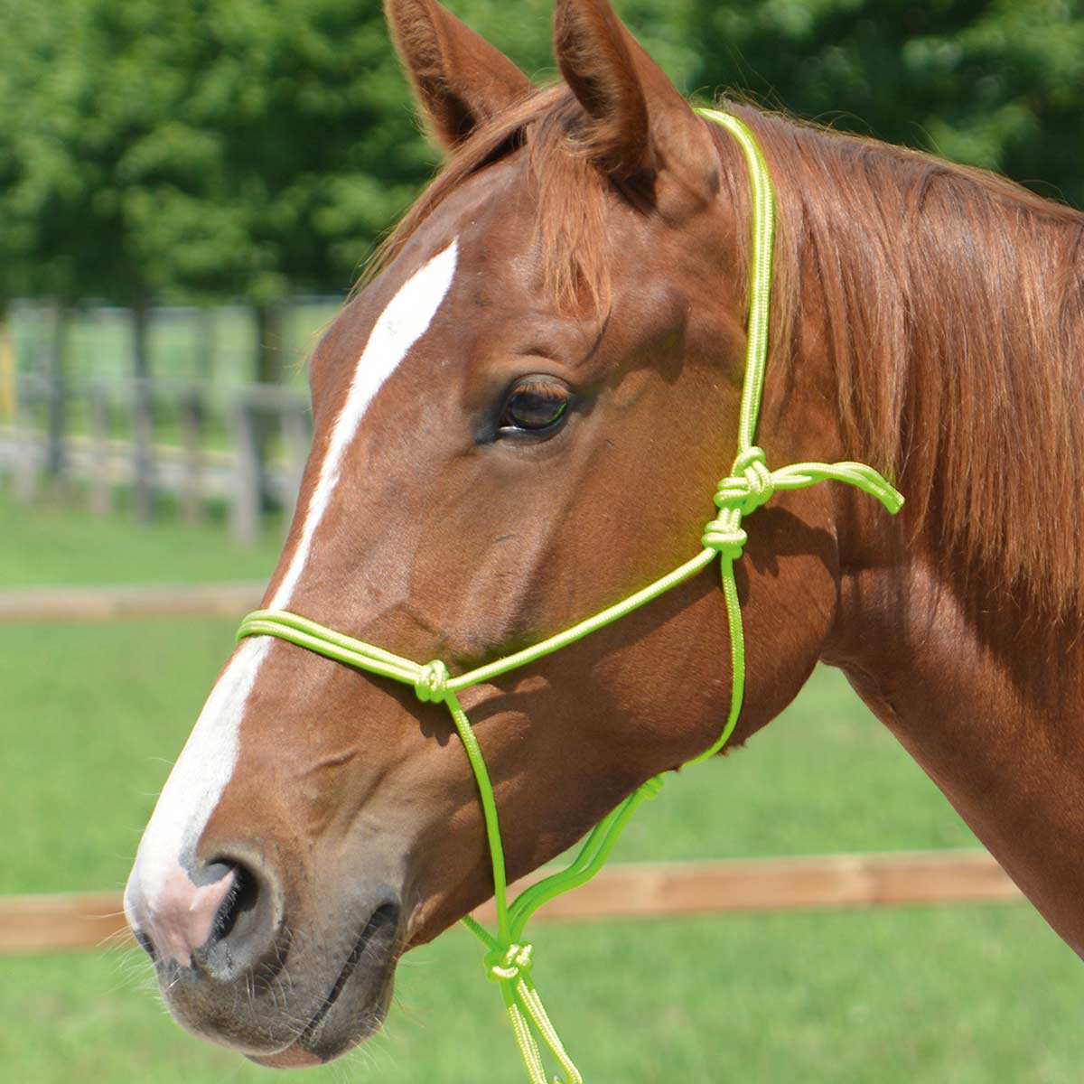 BUSSE Rope Halter SMOOTH 2 green Pony