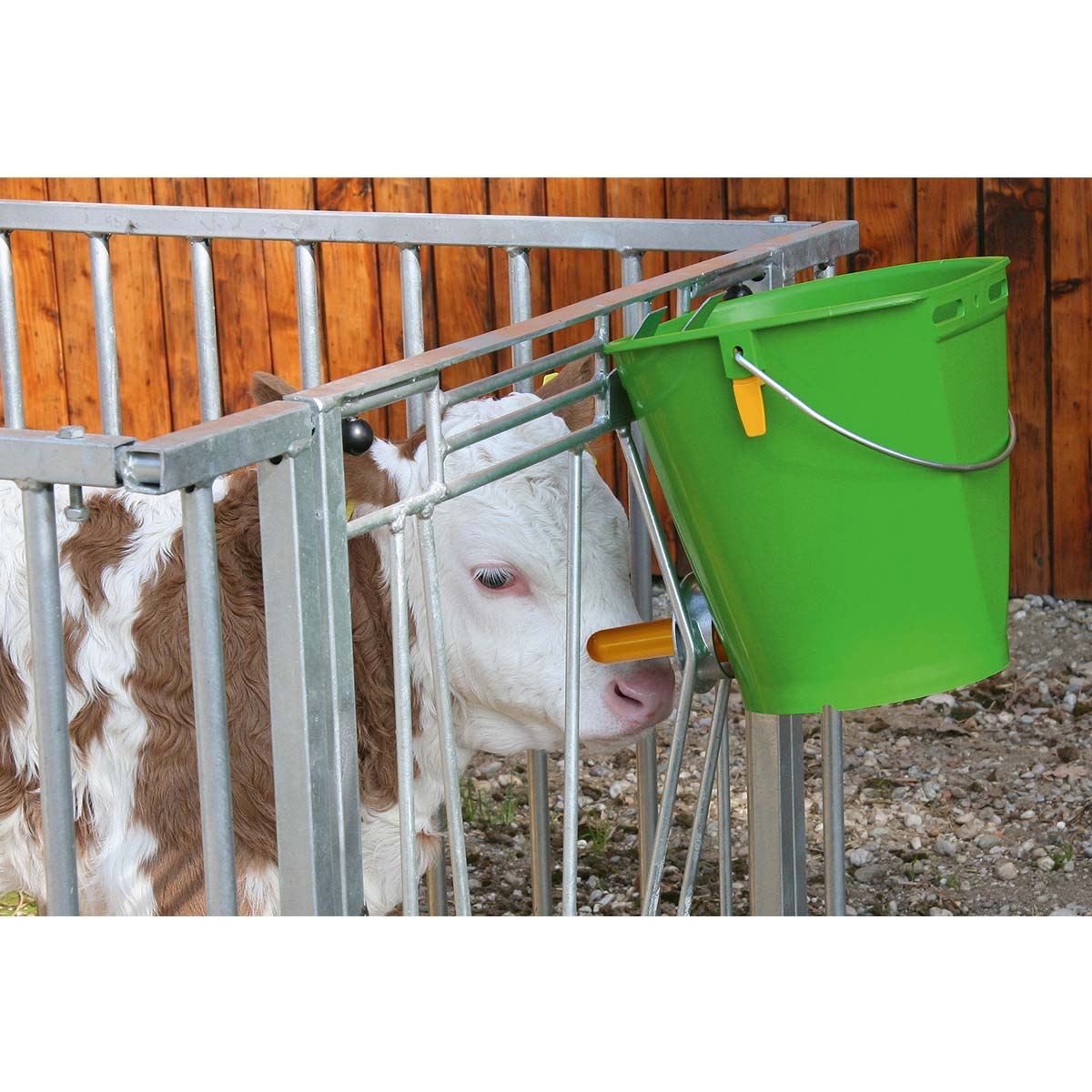 Calf feeding bucket with hygienic valve and teat