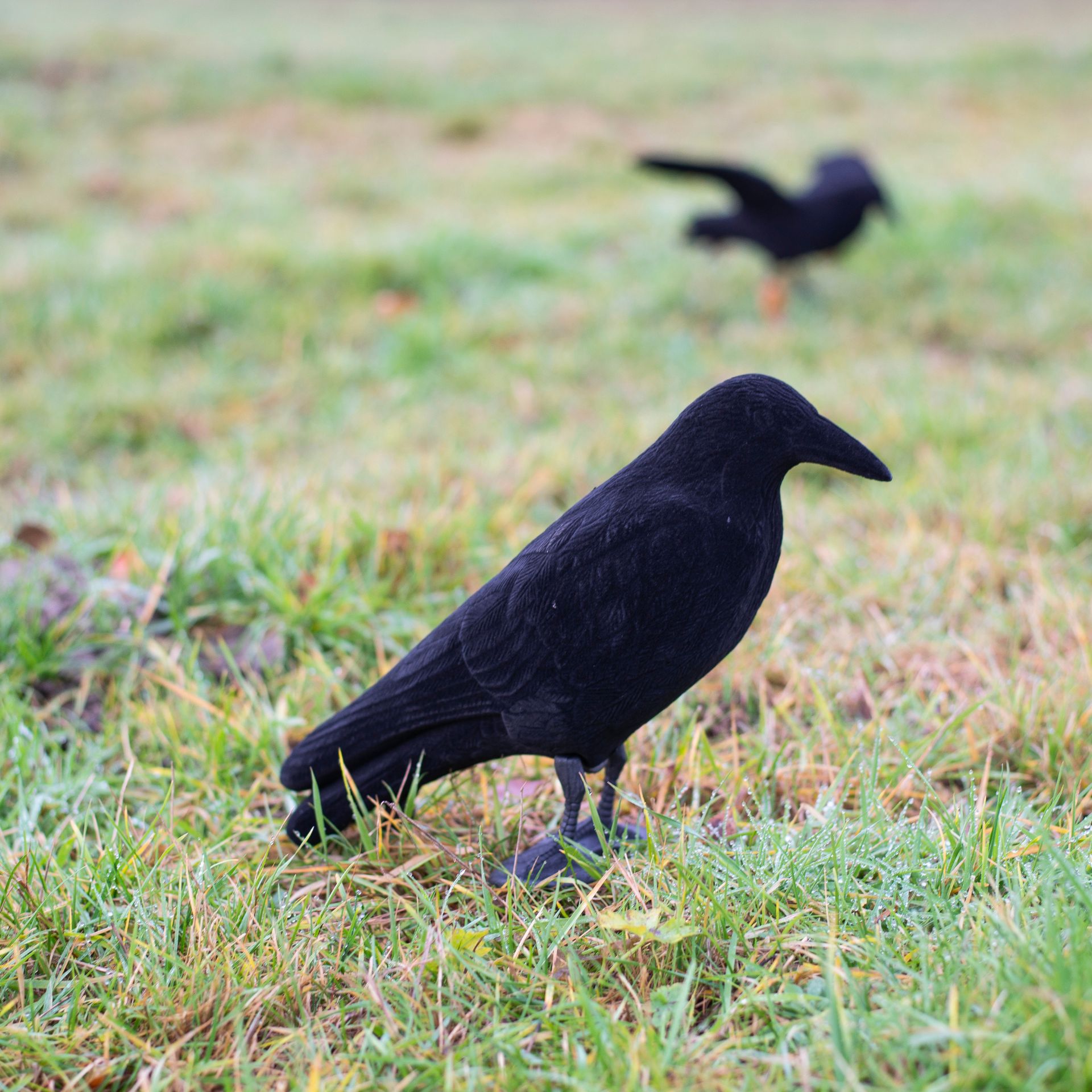 Flocked Full Body Curly Crow