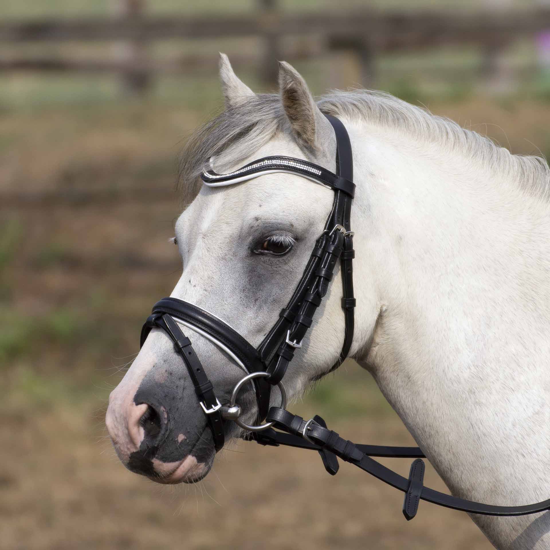 BUSSE Bridle Little Shetty black-and-white