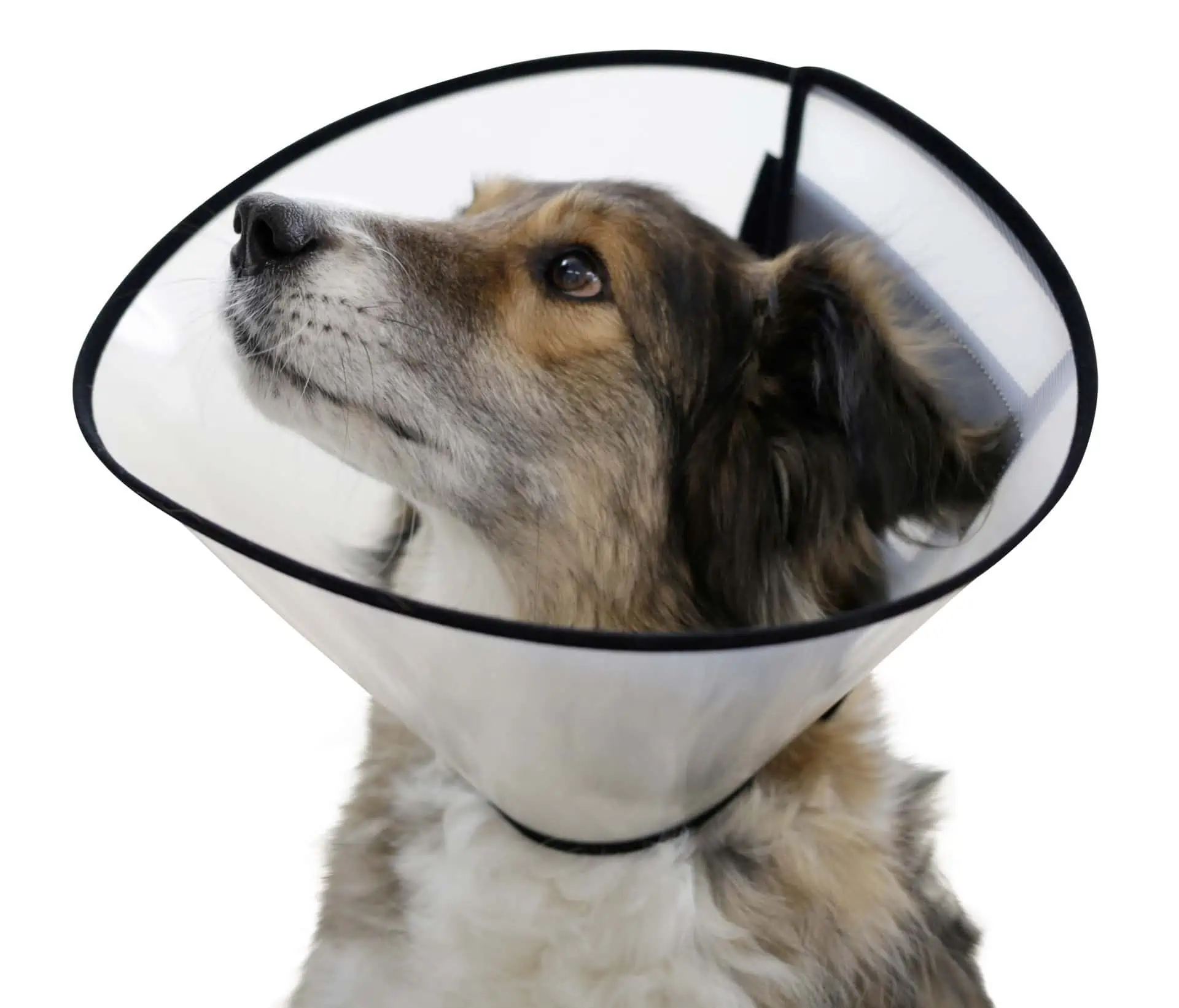 Dog Surgical Collar, 22-26 cm, 7.5 cm