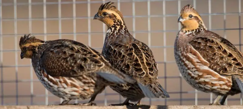 Quail feed