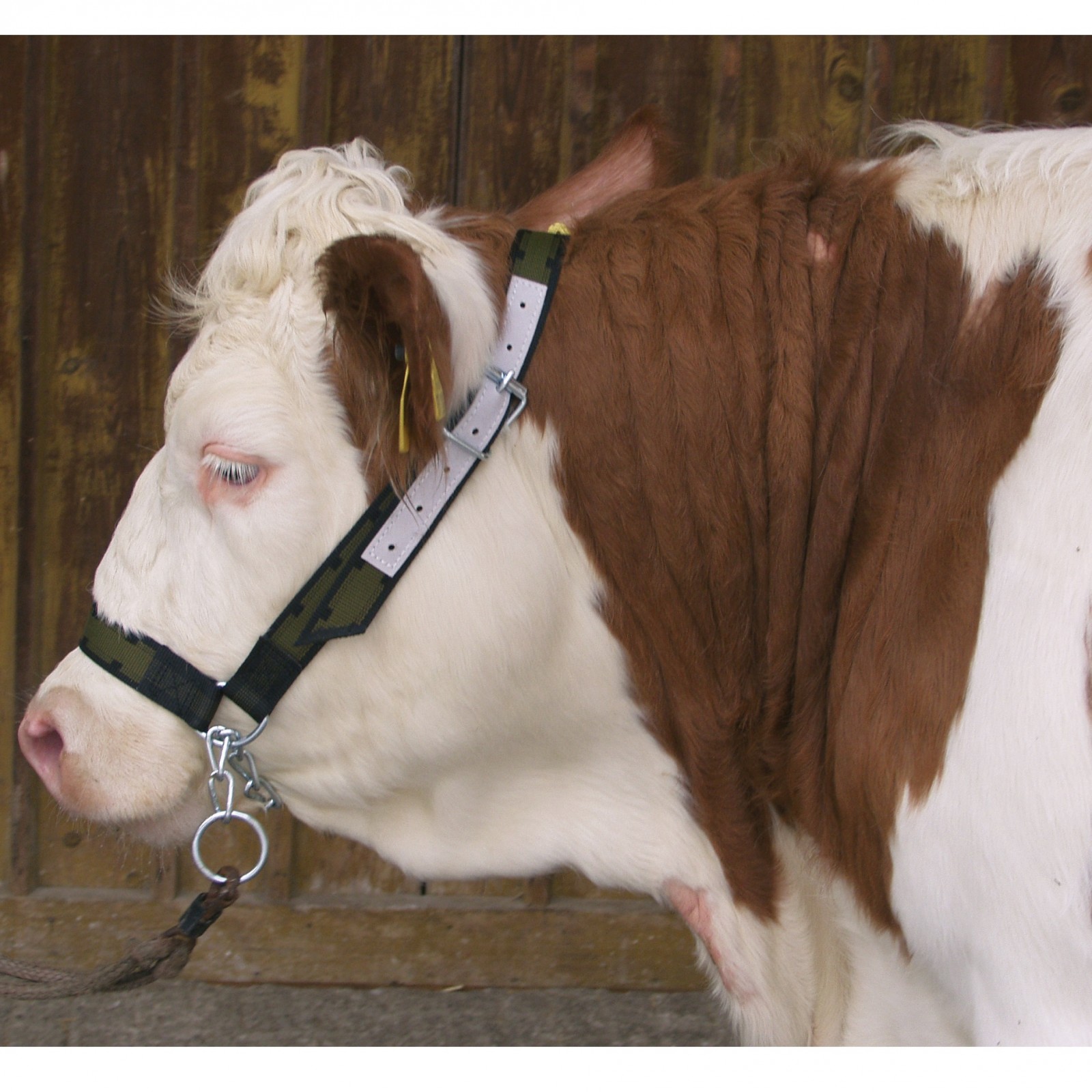 Cow halter with chin chain strengthened with leather