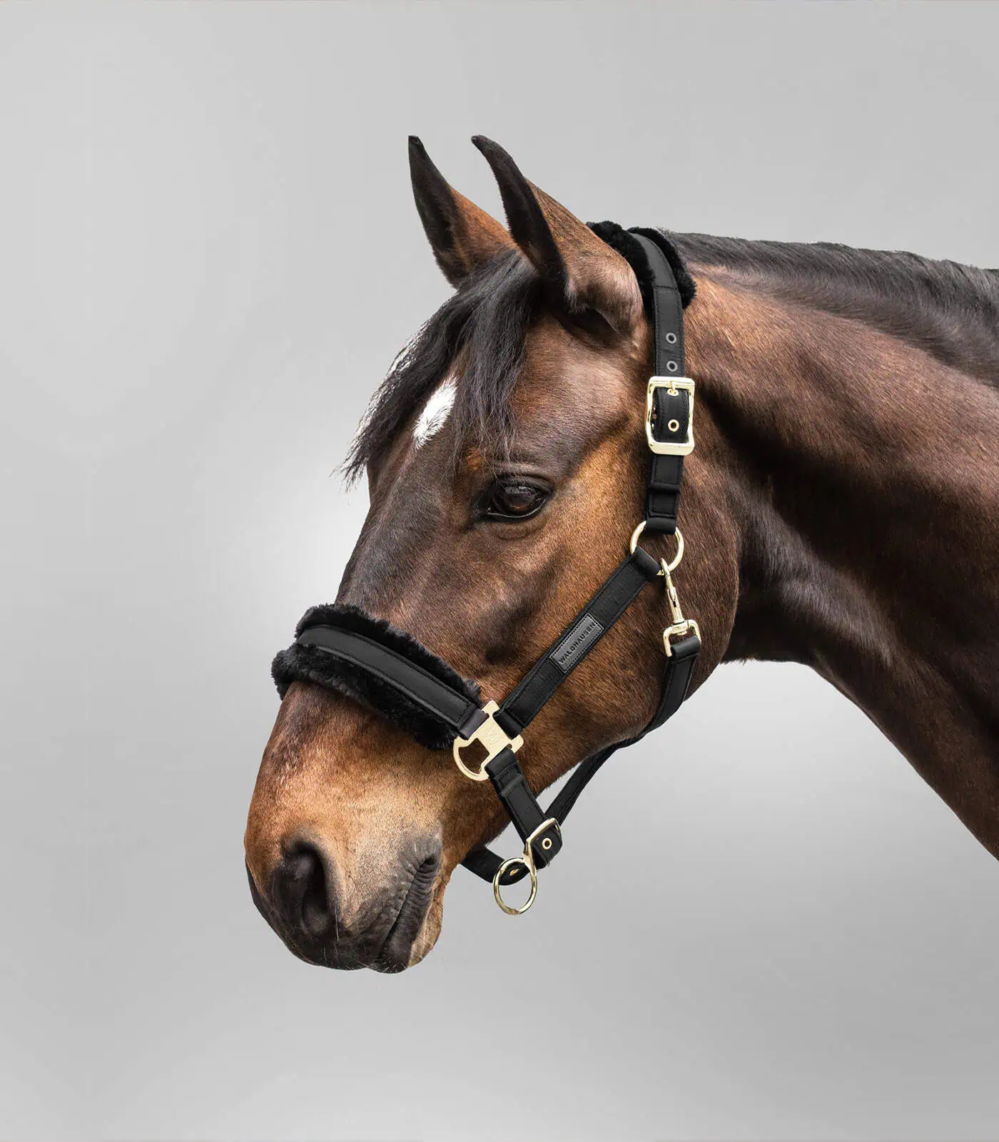 Exclusive Halter black/black COB