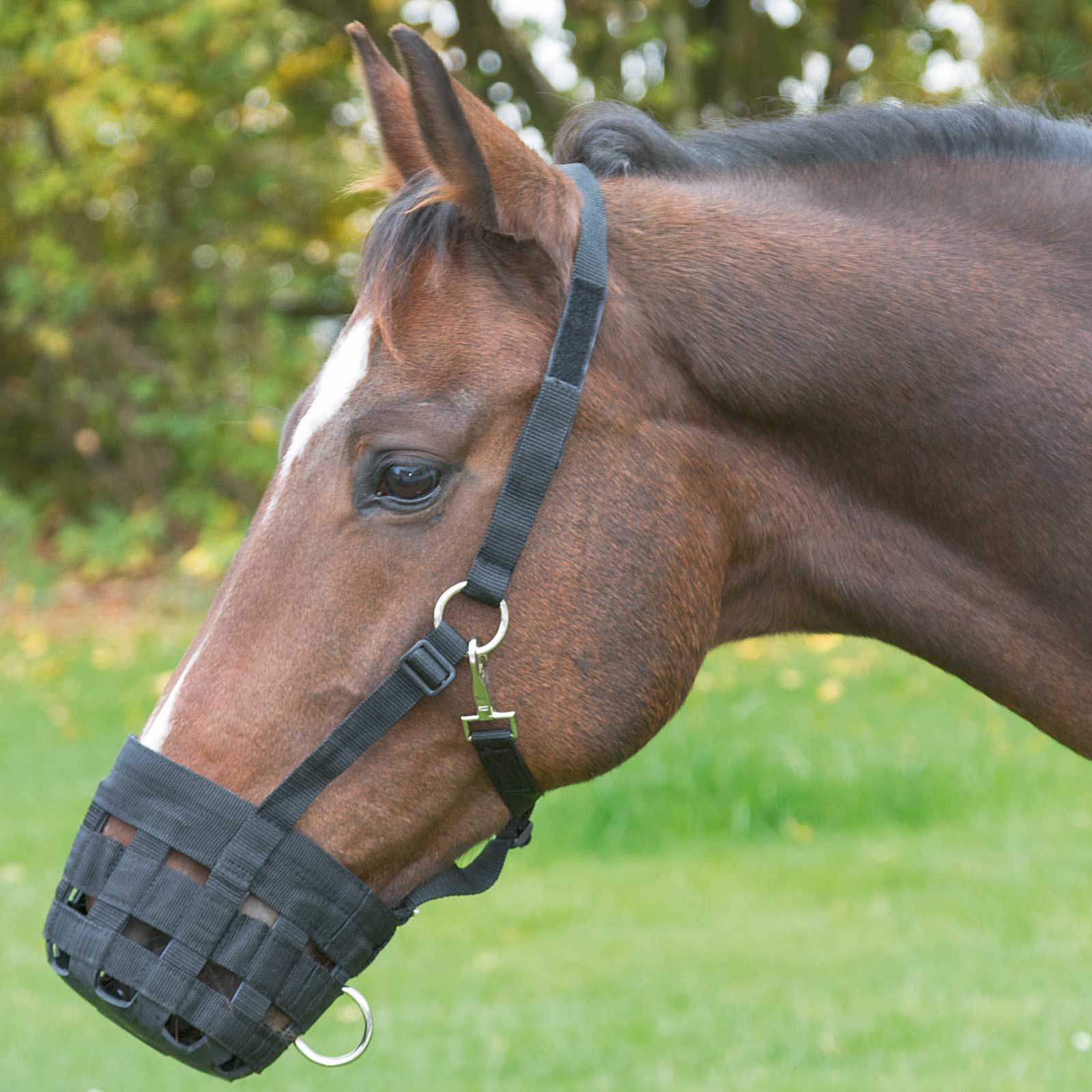 Muzzle with head collar Pony