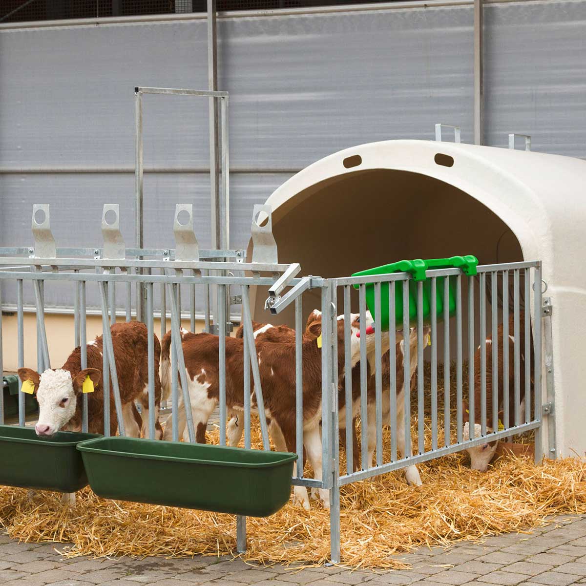 Calf Feeder Tray Multi Feeder with Valve 149 and Super Teat 147