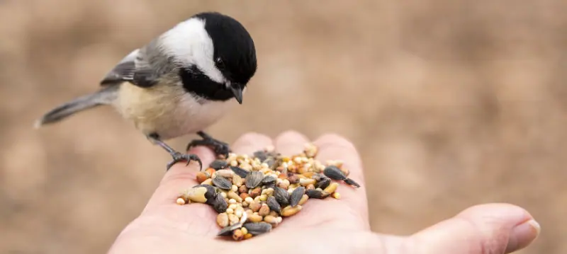 Buy bird food