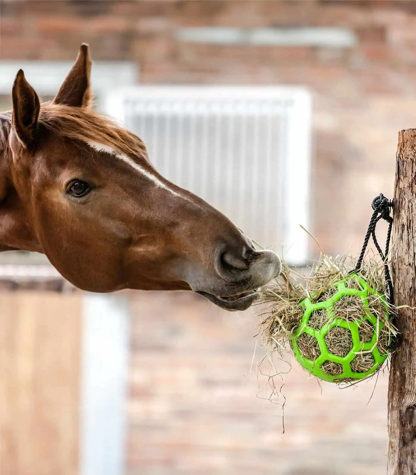 Hay Ball green