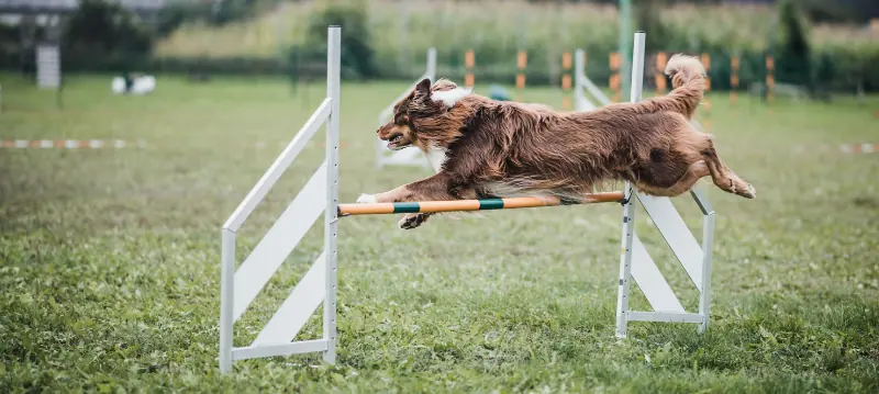 Dog Training Accessories