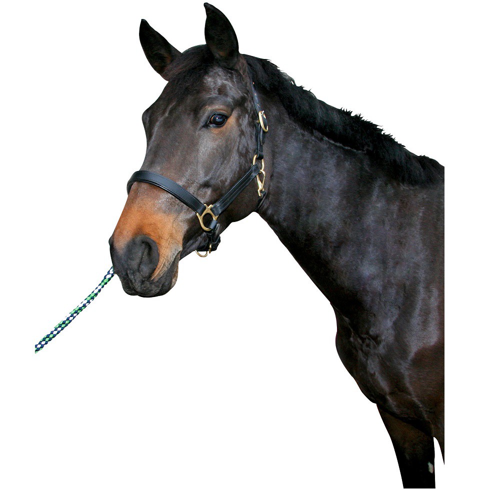 Horse Head-Collar Eco Leather black Pony