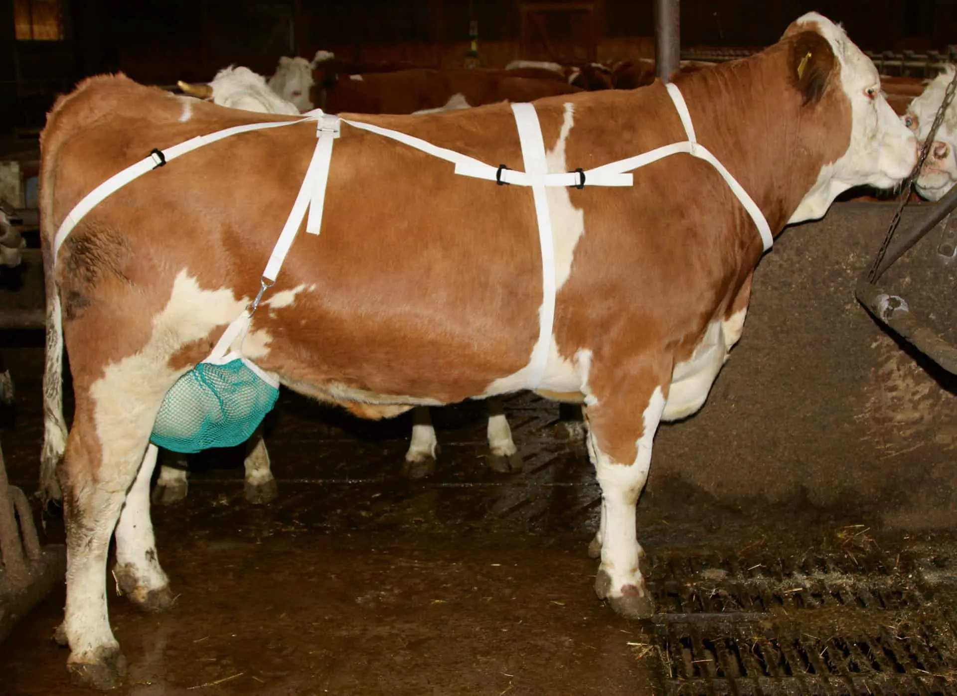 Udder protection with neck strap