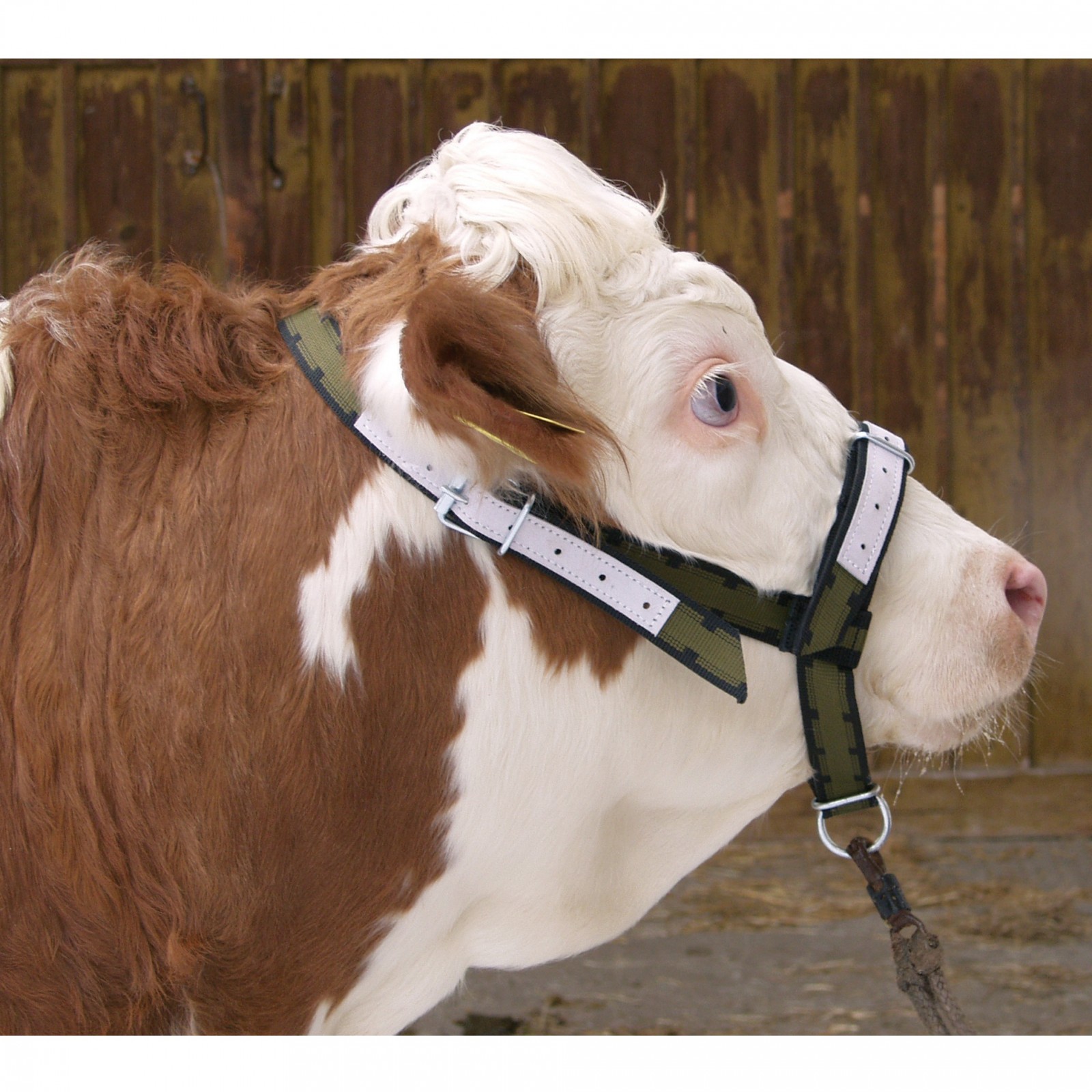 Halter leather for cows and young bulls