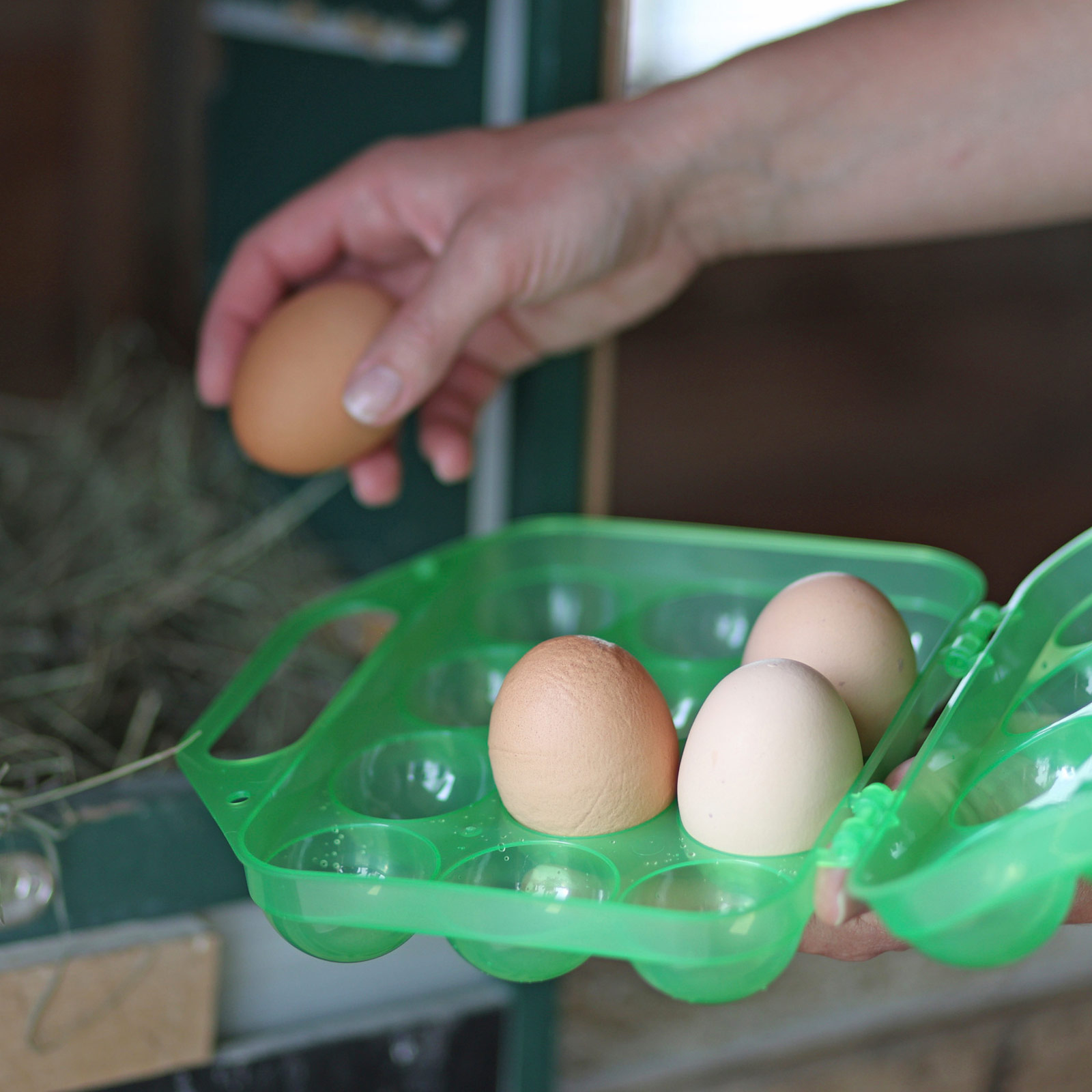 Egg transport box storage box plastic for 12 eggs