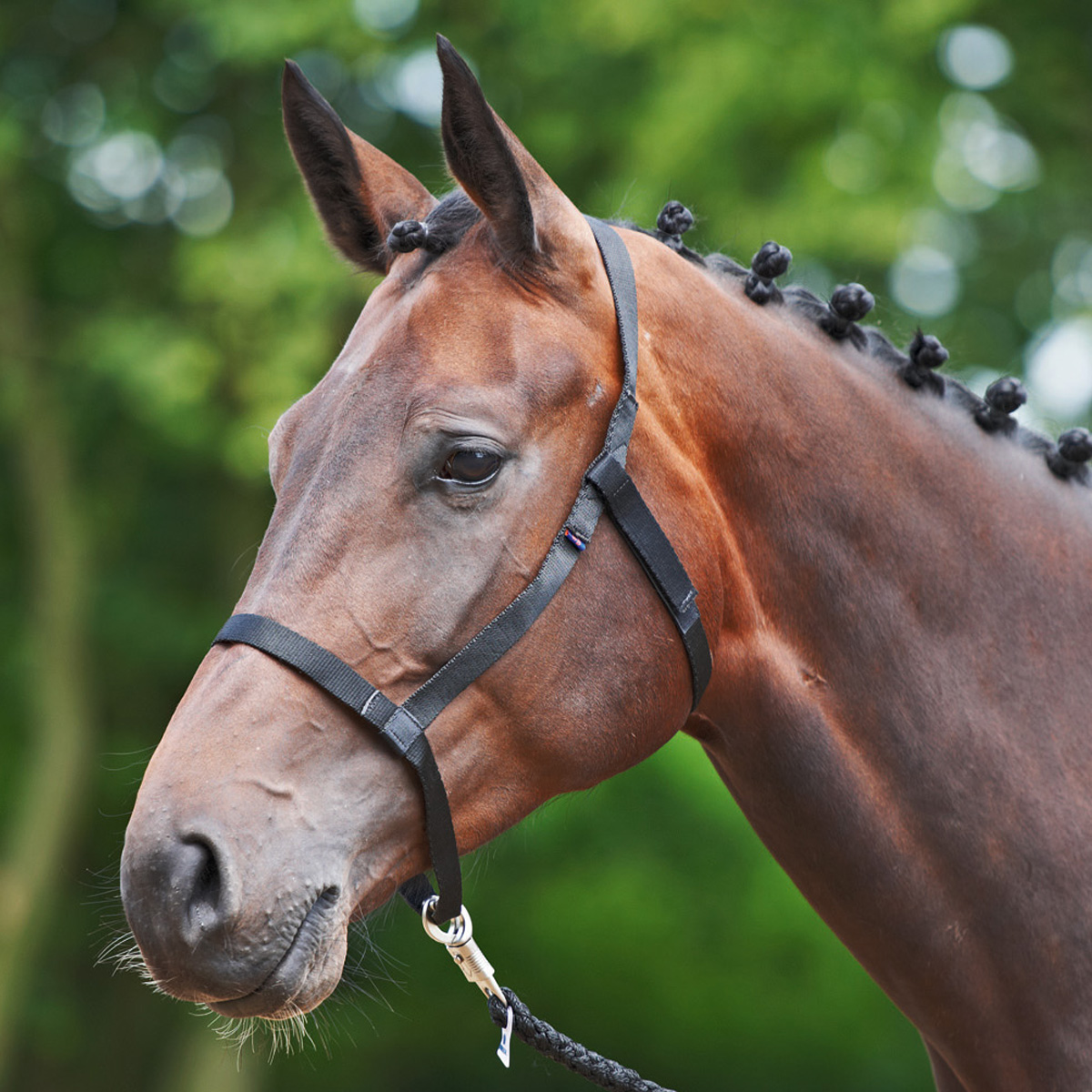 BUSSE Headcollar WEIDE black COB