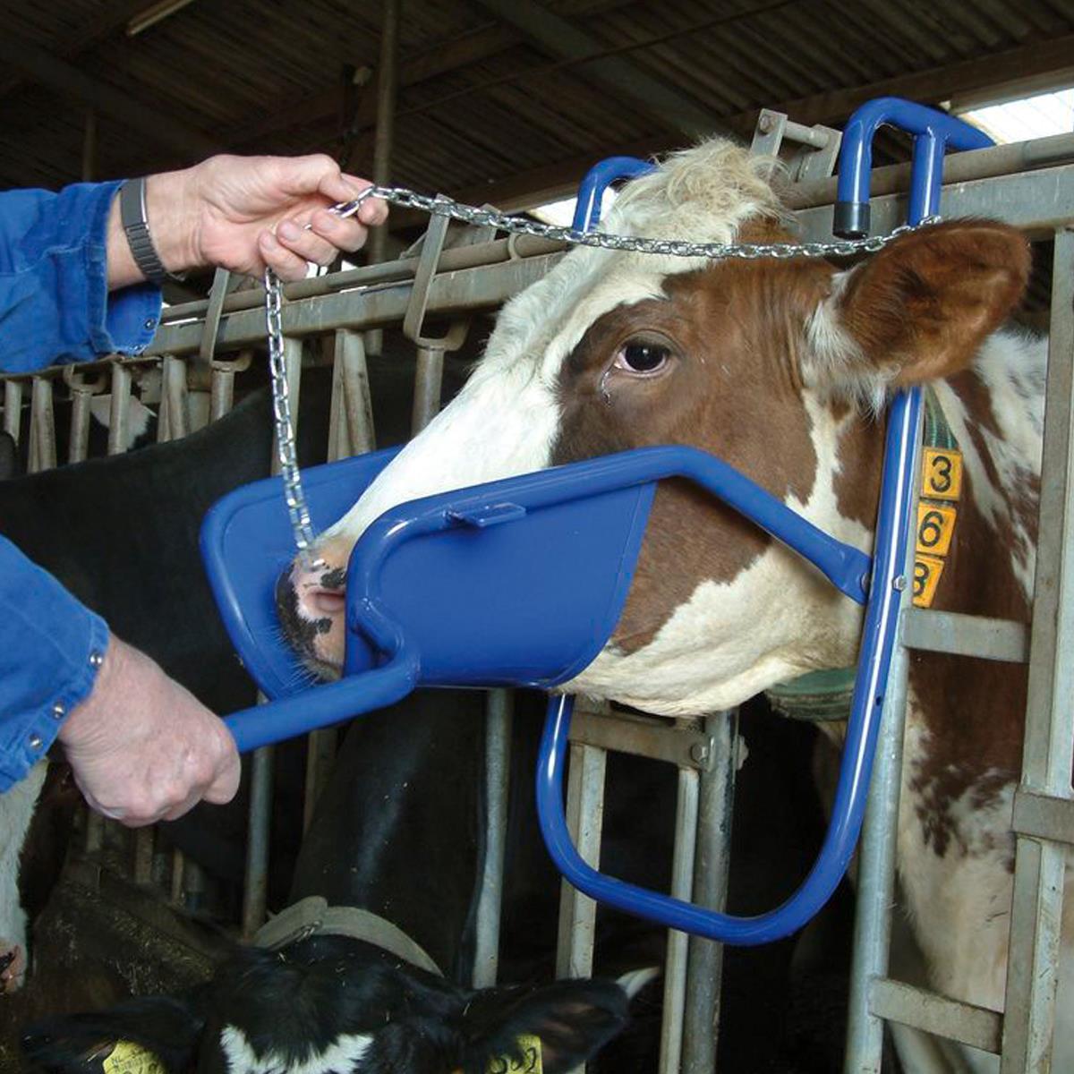 Vink-Headrest for cattle