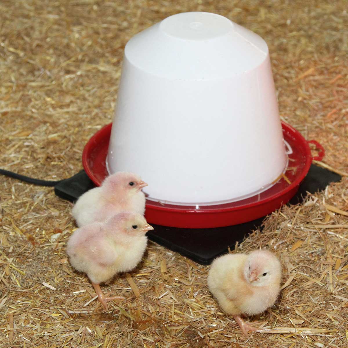 Hotplate rubber for poultry waterer