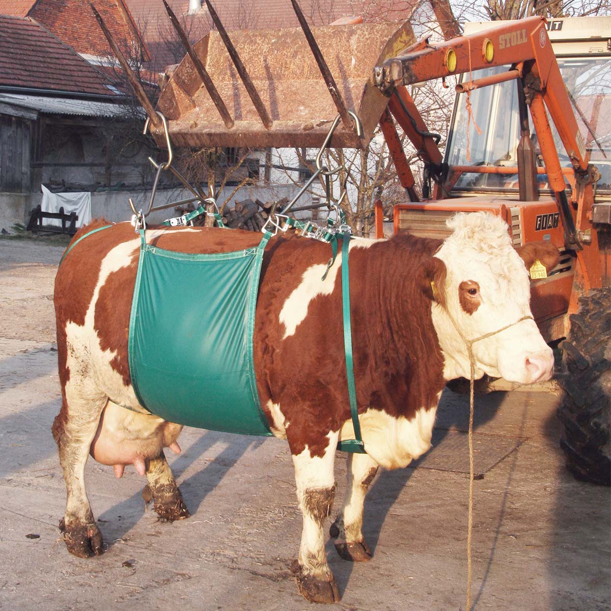 Cow lifting device