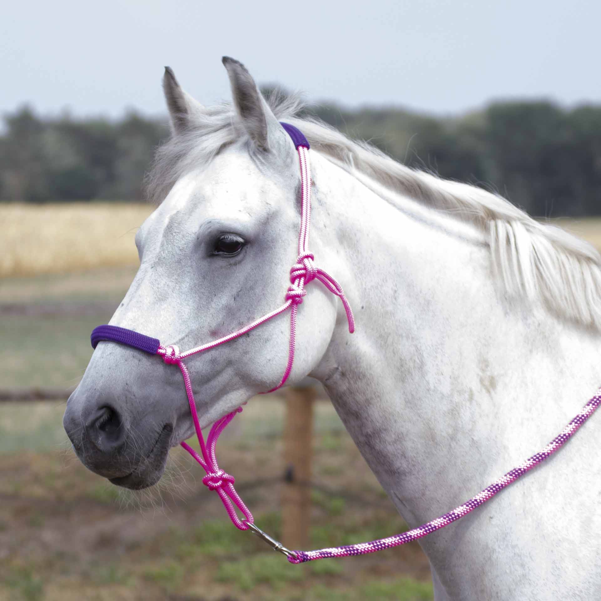 BUSSE Rope Halter-Set TWO-TONE FULL pink/purple