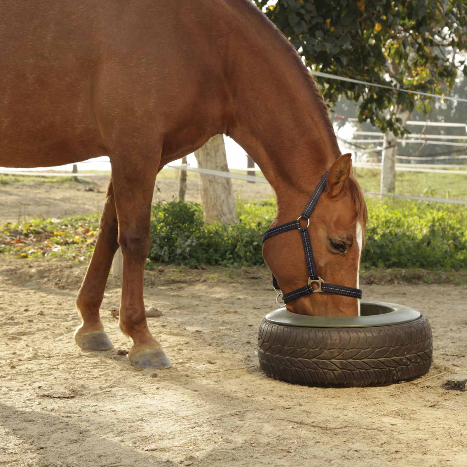 Tire Trough for horses 15 L