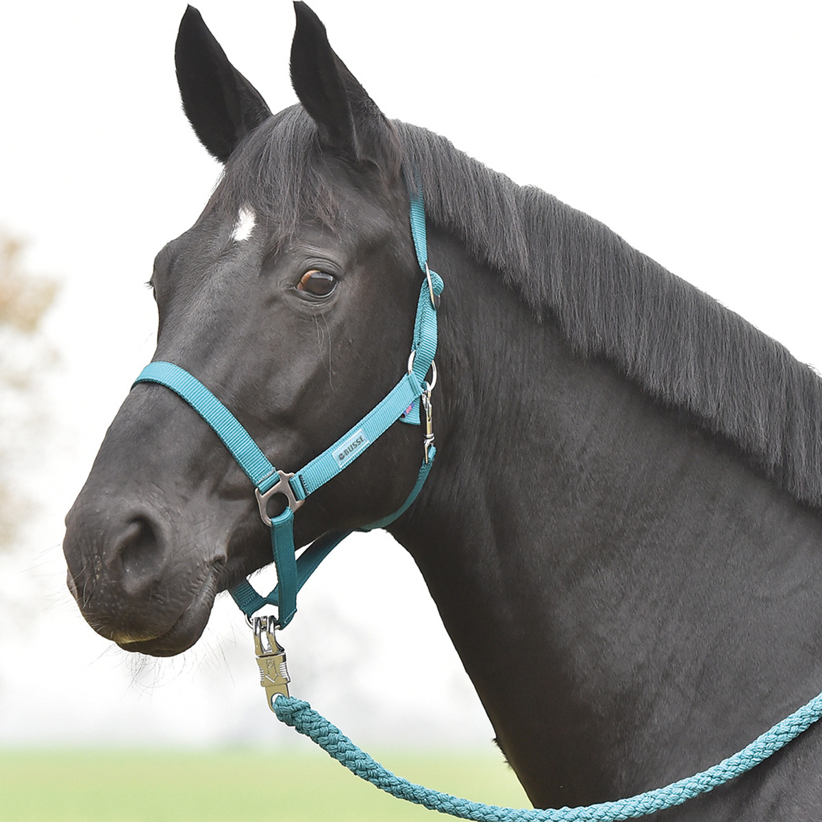 BUSSE Headcollar HANSA petrol COB