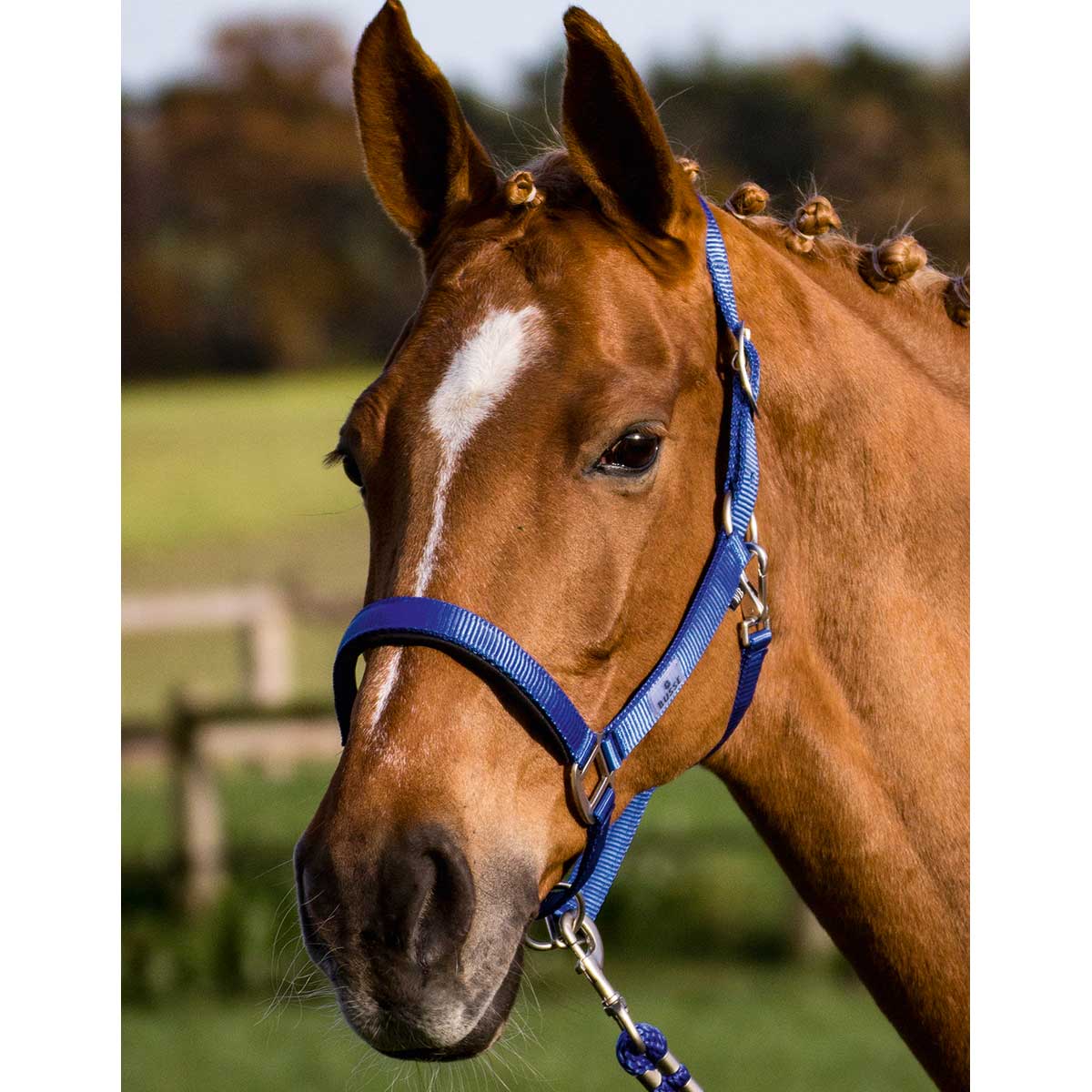 BUSSE Headcollar SOLID SOFT