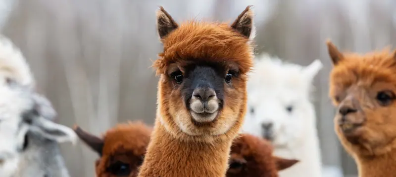 Alpaca Feed